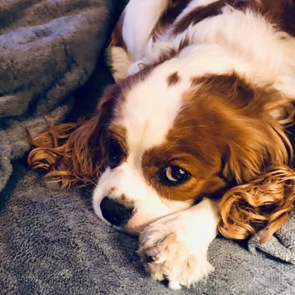 Meet your posher ❤️ ⭐️⭐️Posh Ambassador⭐️⭐️ - Picture 3 of 3